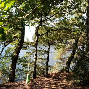course d'orientation Bois de Cornec